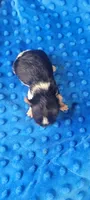 Maxwell (AKC), a male Yorkshire Terrier for sale in Troy, OH – 3 of 3