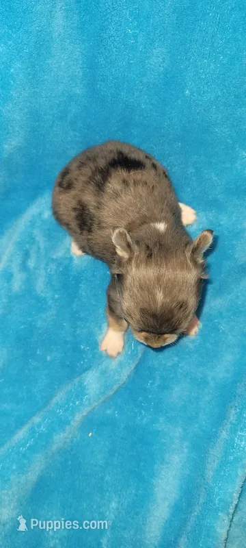 Blue – Chihuahua puppy for sale in Troy, OH