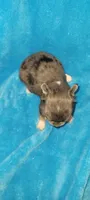 Blue, a male Chihuahua for sale in Troy, OH – 1 of 3