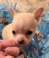 Charmer, a male Chihuahua for sale in Troy, OH – Photo 3 of 3