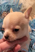 Charmer, a male Chihuahua for sale in Troy, OH – Photo 1 of 3