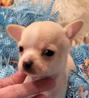 Charmer, a male Chihuahua for sale in Troy, OH – Photo 2 of 3