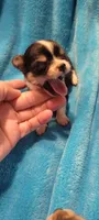 Peanut, a male Chihuahua for sale in Troy, OH – 3 of 6