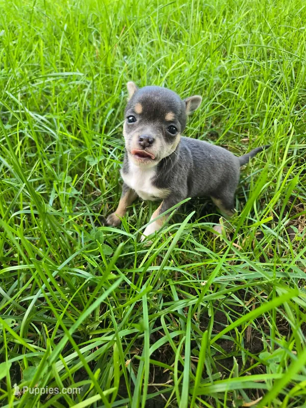 Macy  – Chihuahua puppy for sale in Troy, OH