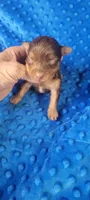 Dexter (AKC) , a male Yorkshire Terrier for sale in Troy, OH – 2 of 4