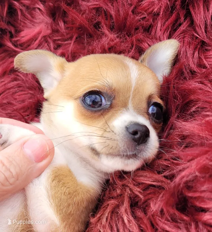 Lacy – Chihuahua puppy for sale in Troy, OH