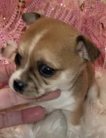 Lacy, a female Chihuahua for sale in Troy, OH – Photo 1 of 2