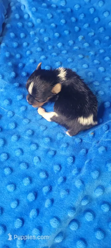 Maxwell (AKC) – Yorkshire Terrier puppy for sale in Troy, OH