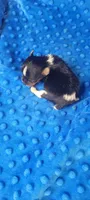 Maxwell (AKC), a male Yorkshire Terrier for sale in Troy, OH – 1 of 3