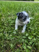 REDUCED Bullseye, a male Chihuahua for sale in Troy, OH – 2 of 6