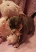 Lacy, a female Chihuahua for sale in Troy, OH – 2 of 4