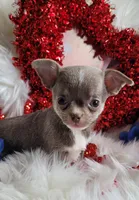 Zip, a male Chihuahua for sale in Troy, OH – Photo 1 of 5