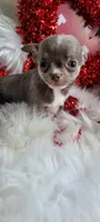 Zip, a male Chihuahua for sale in Troy, OH – Photo 3 of 5