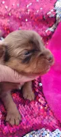 Macy (AKC), a female Yorkshire Terrier for sale in Troy, OH – 2 of 5