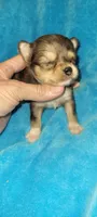 Blue, a male Chihuahua for sale in Troy, OH – 3 of 3