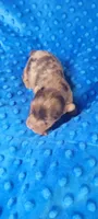 MILES(AKC), a male Yorkshire Terrier for sale in Troy, OH – 2 of 5