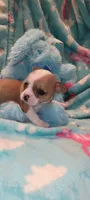 Dexter , a male Chihuahua for sale in Troy, OH – 5 of 5