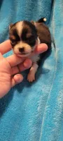 Peanut, a male Chihuahua for sale in Troy, OH – 2 of 6
