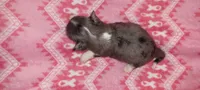Shasta, a female Chihuahua for sale in Troy, OH – 3 of 6