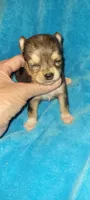 Blue, a male Chihuahua for sale in Troy, OH – 2 of 3