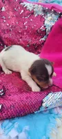 Macy (AKC), a female Yorkshire Terrier for sale in Troy, OH – 4 of 5