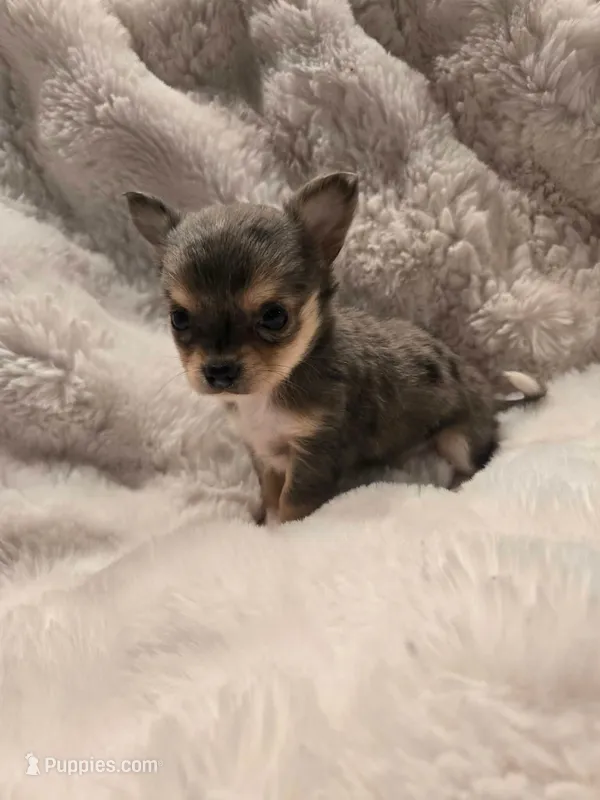 Blue – Chihuahua puppy for sale in Troy, OH