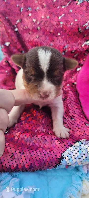 Macy (AKC) – Yorkshire Terrier puppy for sale in Troy, OH