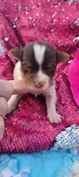 Macy (AKC), a female Yorkshire Terrier for sale in Troy, OH – 2 of 5