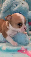 Dexter , a male Chihuahua for sale in Troy, OH – 2 of 5