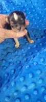 Maxwell (AKC), a male Yorkshire Terrier for sale in Troy, OH – 2 of 3