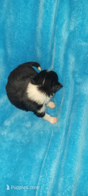 Peanut – Chihuahua puppy for sale in Troy, OH