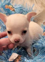 Ghost, a male Chihuahua for sale in Troy, OH – Photo 3 of 3