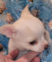 Ghost, a male Chihuahua for sale in Troy, OH – Photo 1 of 3