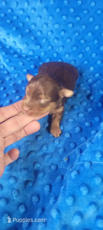 Dexter (AKC)  – Yorkshire Terrier puppy for sale in Troy, OH