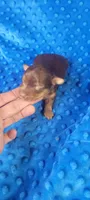 Dexter (AKC) , a male Yorkshire Terrier for sale in Troy, OH – 4 of 4
