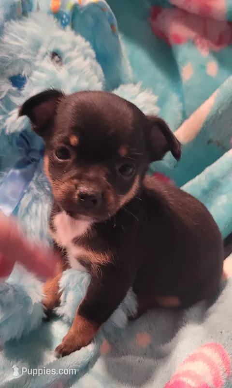 Keith – Chihuahua puppy for sale in Troy, OH