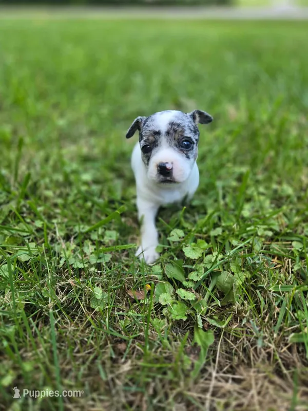 Bullseye – Chihuahua puppy for sale in Troy, OH