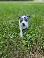 REDUCED Bullseye, a male Chihuahua for sale in Troy, OH – 1 of 6