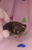 Lacy, a female Chihuahua for sale in Troy, OH – 3 of 4