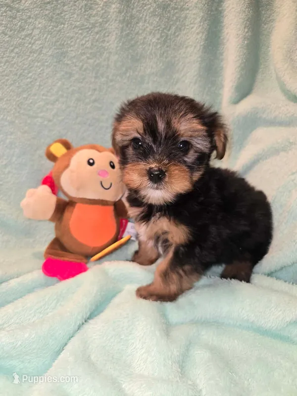 Monkey – Yorkshire Terrier puppy for sale in Troy, OH