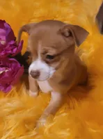 Bambi, a female Chihuahua for sale in Troy, OH – Photo 2 of 4