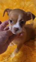 Bambi, a female Chihuahua for sale in Troy, OH – Photo 1 of 4
