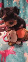 Monkey, a male Yorkshire Terrier for sale in Troy, OH – 5 of 5