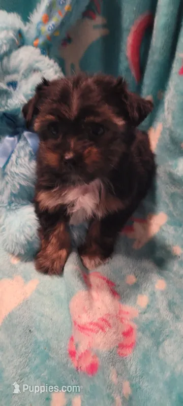 Buck – Yorkshire Terrier puppy for sale in Troy, OH