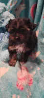 Buck, a male Yorkshire Terrier for sale in Troy, OH – 1 of 5