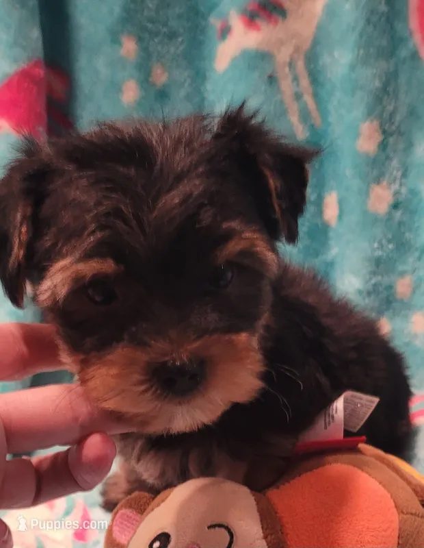 Monkey – Yorkshire Terrier puppy for sale in Troy, OH