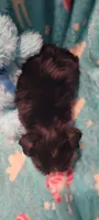 Buck, a male Yorkshire Terrier for sale in Troy, OH – 5 of 5