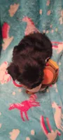 Monkey, a male Yorkshire Terrier for sale in Troy, OH – 3 of 5