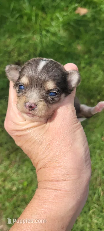 Shasta – Chihuahua puppy for sale in Troy, OH
