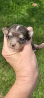 Shasta, a female Chihuahua for sale in Troy, OH – 1 of 6